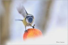 <p>SÝKORA MODŘINKA (Cyanistes caeruleus) ---- /Eurasian blue tit - Blaumeise/</p>